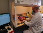 Scientist processing samples in the Queen Mary COVID-19 testing lab